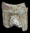 Hyracodon (Running Rhino) Tooth - South Dakota #60940-4